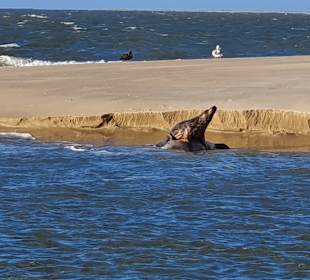Insel Borkum