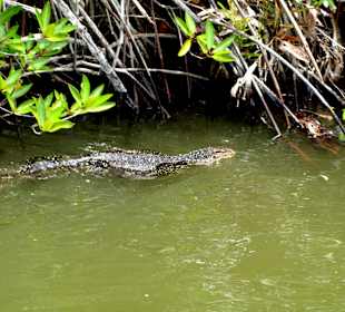 Madu Ganga-waran indyjski