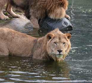 Max und Benni beim Baden