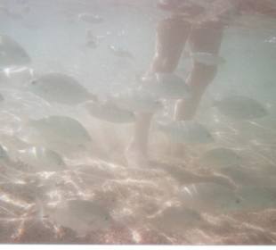 Von Fischen umgeben