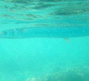 Seltener Besuch in der Bucht