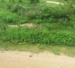 Elefantenreiten Sigiriya