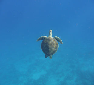 Schnorcheln mit der Schildkröte