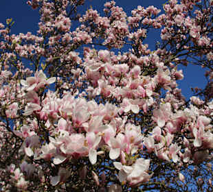 Magnolienblüte im Schlosspark