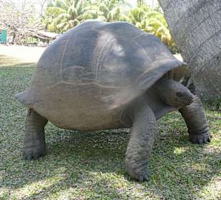Riesenschildkröte auf Curieuse Island