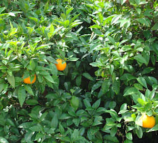 Drzewa pomarańczowe