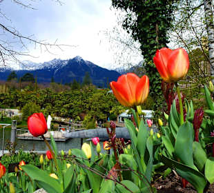 Tulpen - Anfang April