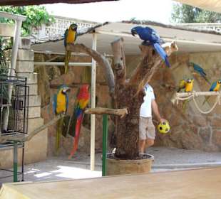 Papageishow im Marineland