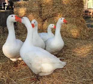 Impressionen vom Gänsemarkt Wildeshausen
