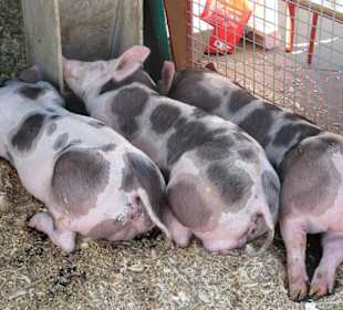 Glückliche Schweine