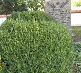 Friedhof Steingebronn