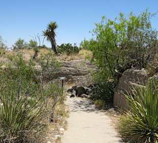 Living Desert Zoo & Gardens in Carlsbad, NM