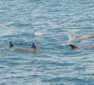 Sowas sieht man bei dem Katamaranausflug
