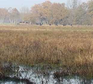 Etwas zurückgezogen die Wasserbüffel