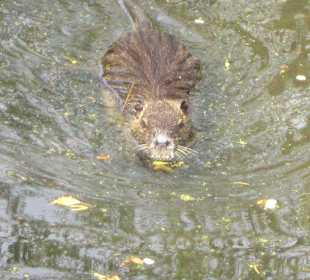 Nutria