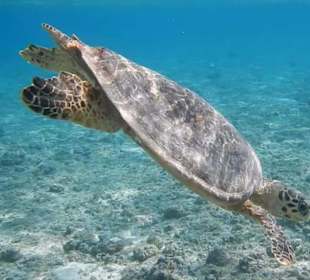 Schnorcheln Hurghada