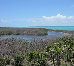 Mangrovenwald von oben