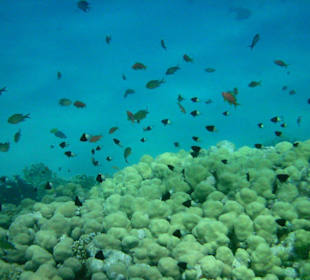 Hausriff des Makadi Palace