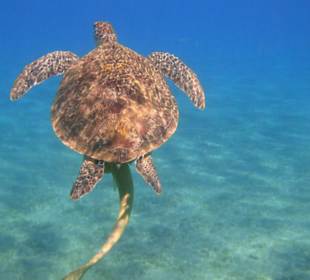 Snurkowanie plaża Soly Mar Abu Dabbab