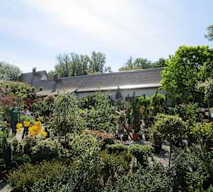 Peterhof-Pflanzen in Hanhofen