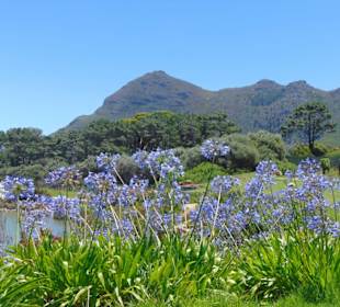 Cape Point Vineyards in Noordhoek