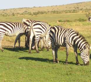 Zebras