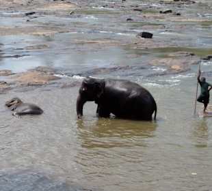 2 Tagesausflug Pinnawela/Kandy