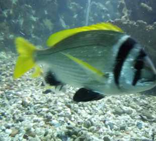 Fisch