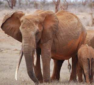 Rote Elefanten mit Beschützer