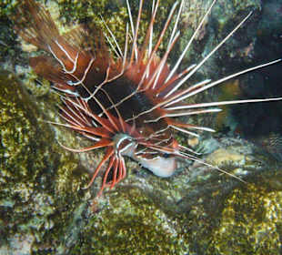 Feuerfisch