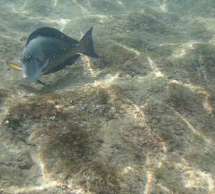 Schnorcheln Hurghada