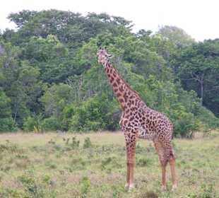 Giraffe in den Shimba Hills
