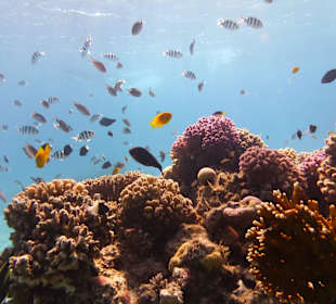 Einmalie Erlebnisse mit Mo´s Delfinen