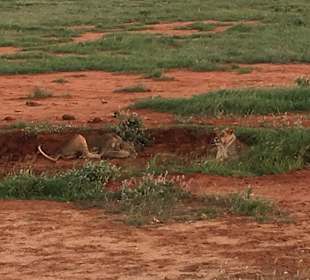 Safari