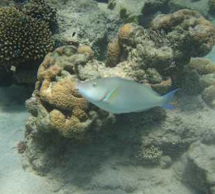 Korallenriff hautnah