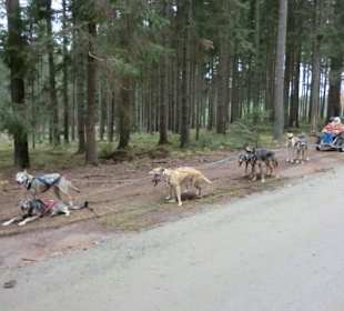 Fotopause mit des Huskys durch den Wald