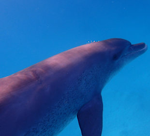 Einmalie Erlebnisse mit Mo´s Delfinen