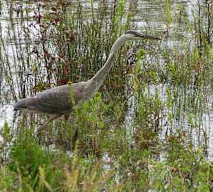 Natur auf Mackinac Island
