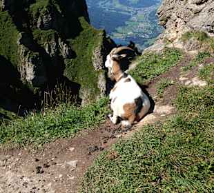 Ludwig-Scheiber-Steig