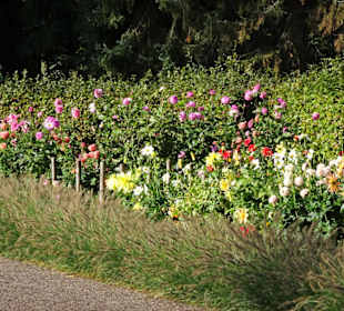 Impressionen aus dem Dahliengarten Hamburg