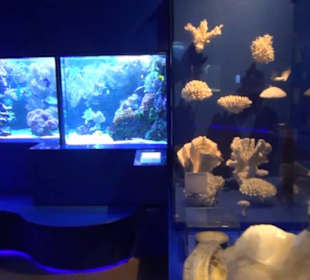 Niedersächsisches Landesmuseum