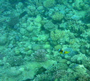 Hausriff des Makadi Palace