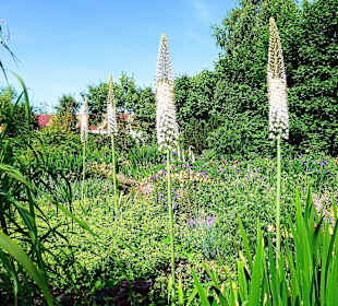 Die Kleopatra-Nadeln öffnen sich