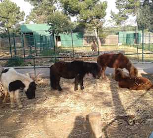 Streichel Zoo 