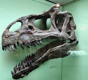 Fossilien im Naturkundemuseum