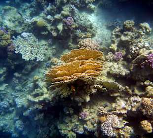 Wir kommen wieder, aber nur noch im Winter