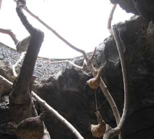 Fundacion Cesar Manrique