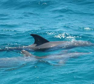 Delfine ohne Ende