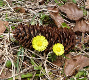 Schwarzentenn Alm