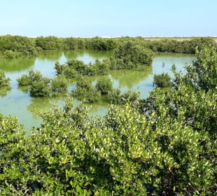 Al Thakira Mangroves